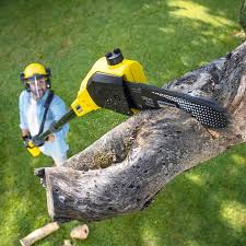Best Tree Cabling and Bracing  in Theresa, WI