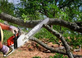 How Our Tree Care Process Works  in  Theresa, WI