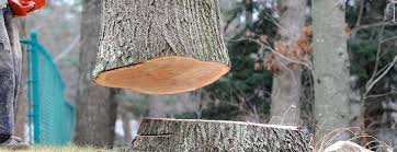 Best Tree Health Inspection  in Theresa, WI