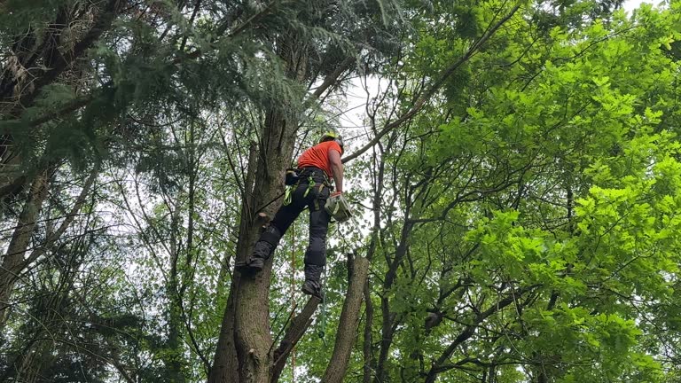 Professional Tree Services in Theresa, WI